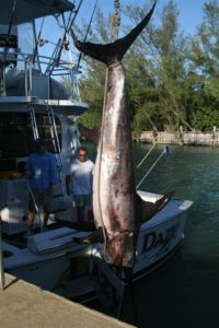 504 lbs. Swordfish - Florida Keys