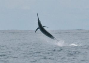 Black Marlin - Panama Sportfishing Lodge
