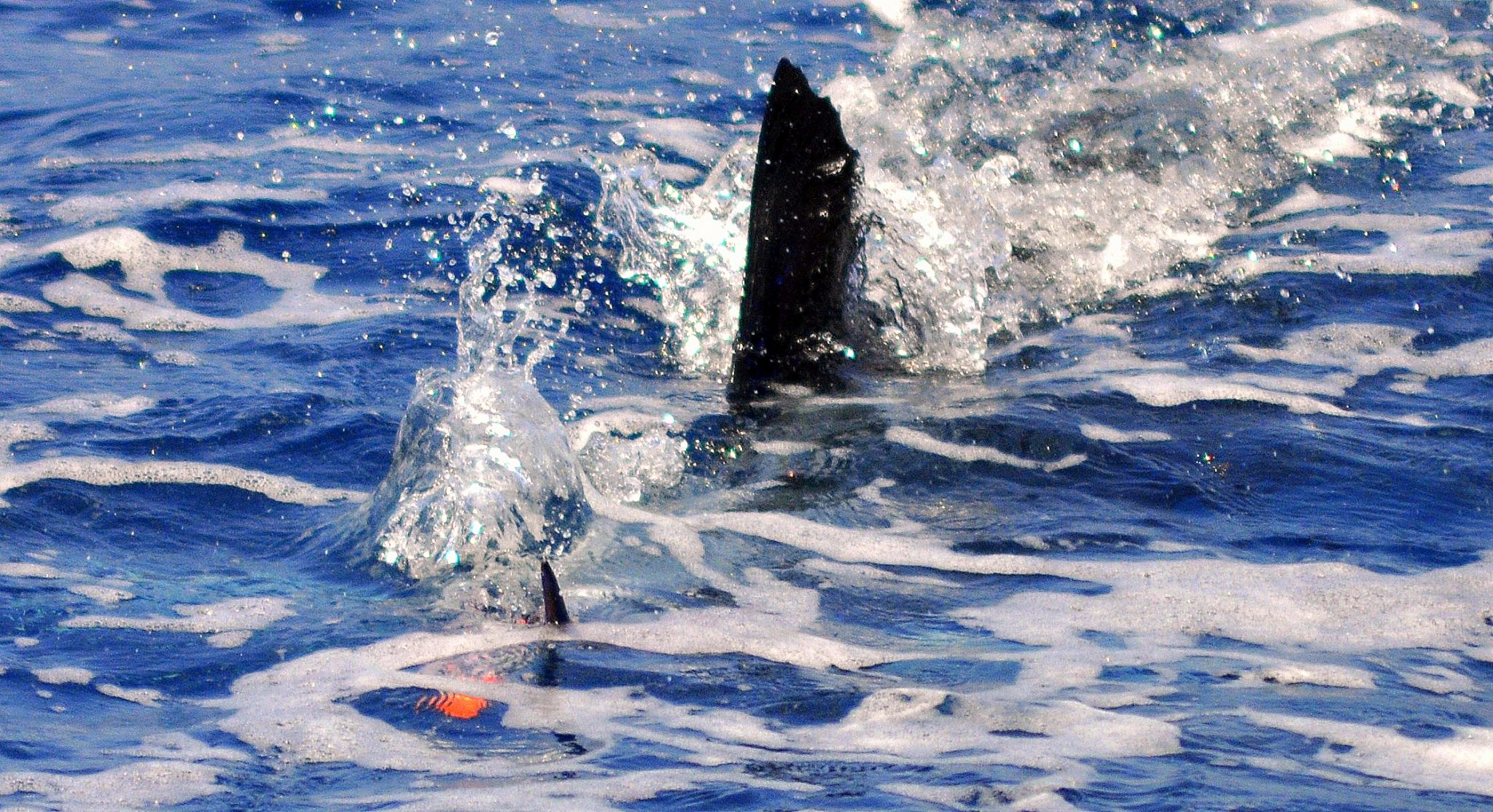 circle-hook-raises-80-sailfish-in-guatemala-billfish-report