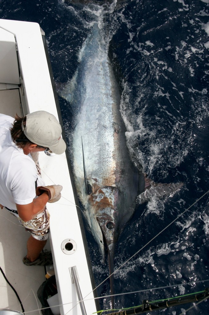 Xacara Blue Marlin