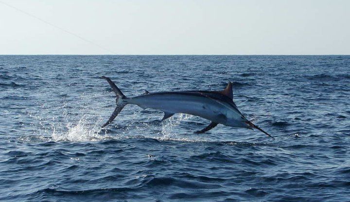 2011 Billfisheries of the Year – #5 Panama