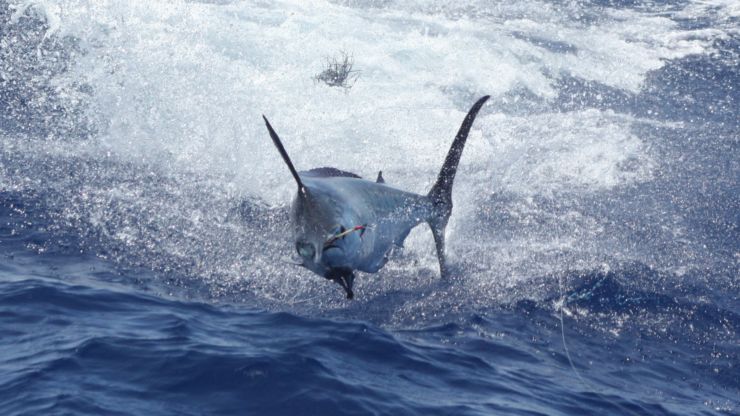 2011 Billfisheries of the Year – #3 Kona