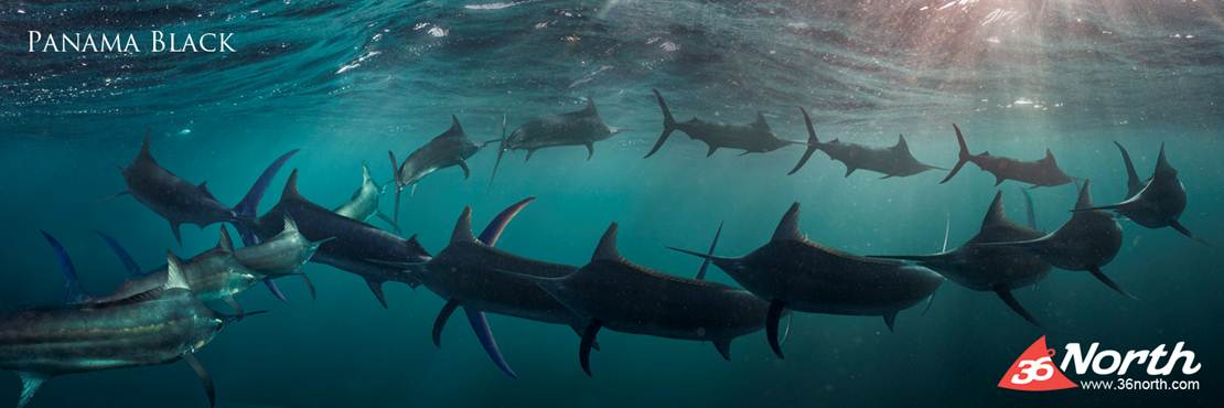 The Shot – Black Marlin