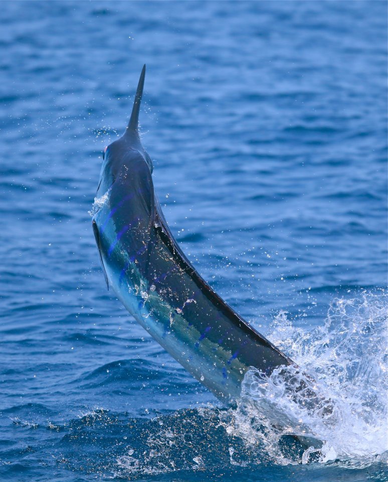 “Frantic Pace” of Cabo Striped Marlin Billfish Report
