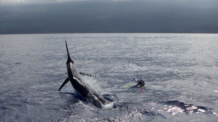 top billfisheries - 2012