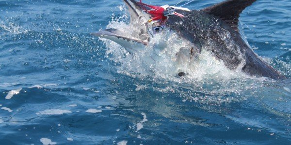 Black Marlin