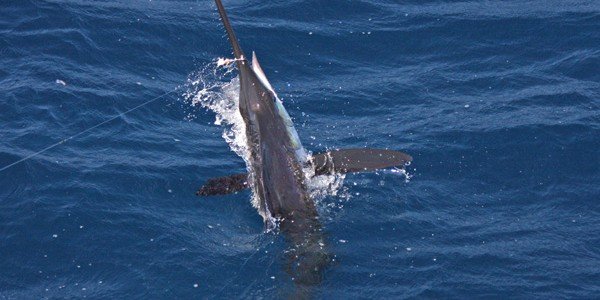 White Marlin - Dr. Ken Neill
