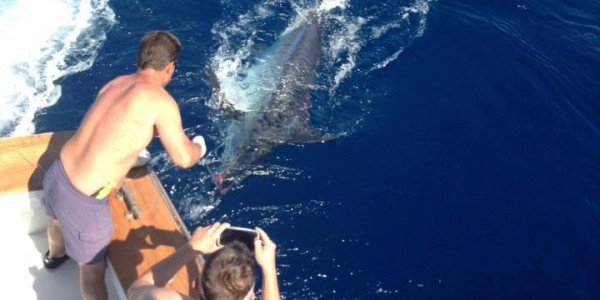 Blue Marlin on Smoker