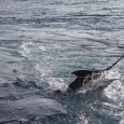 Costa Rica Blue Marlin One of Sixteen Blue Marlin for Clean Sweep