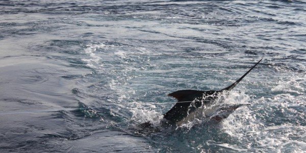 One of Sixteen Blue Marlin for Clean Sweep