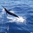 Blue Marlin on Bocinegro in La Gomera Blue Marlin on Bocinegro in La Gomera