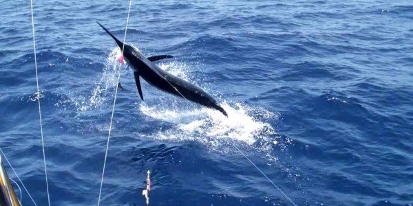 Blue Marlin on Bocinegro in La Gomera