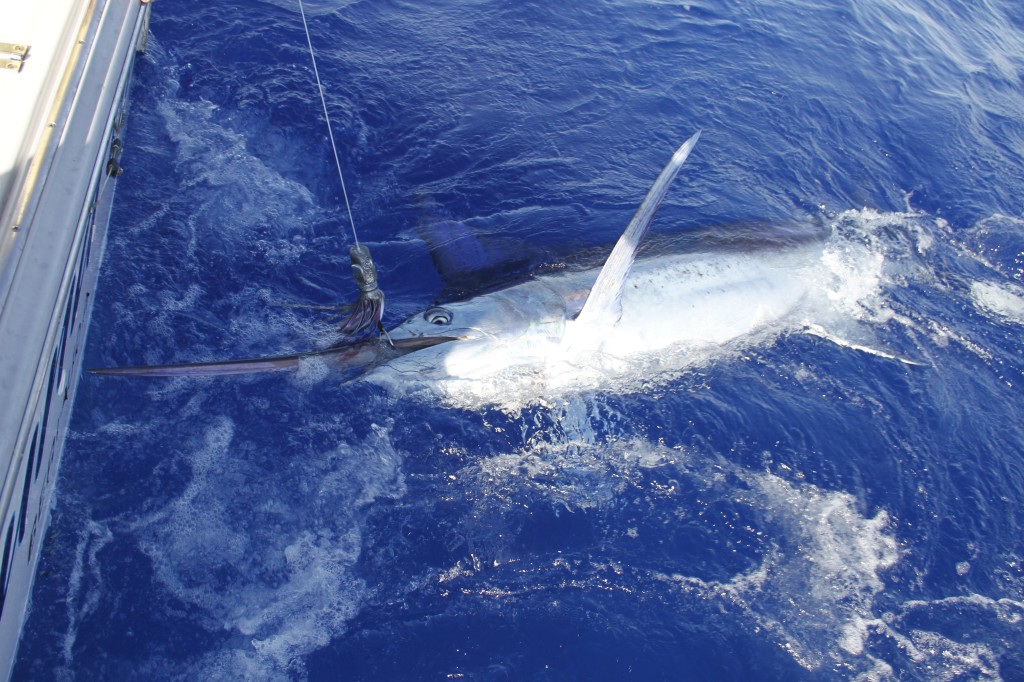 Blue Marlin on the Wound Up