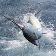 Sailfish on the Allure
