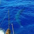 Big Black on the Wire on Viking II