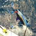 Blue Marlin on Shotgun
