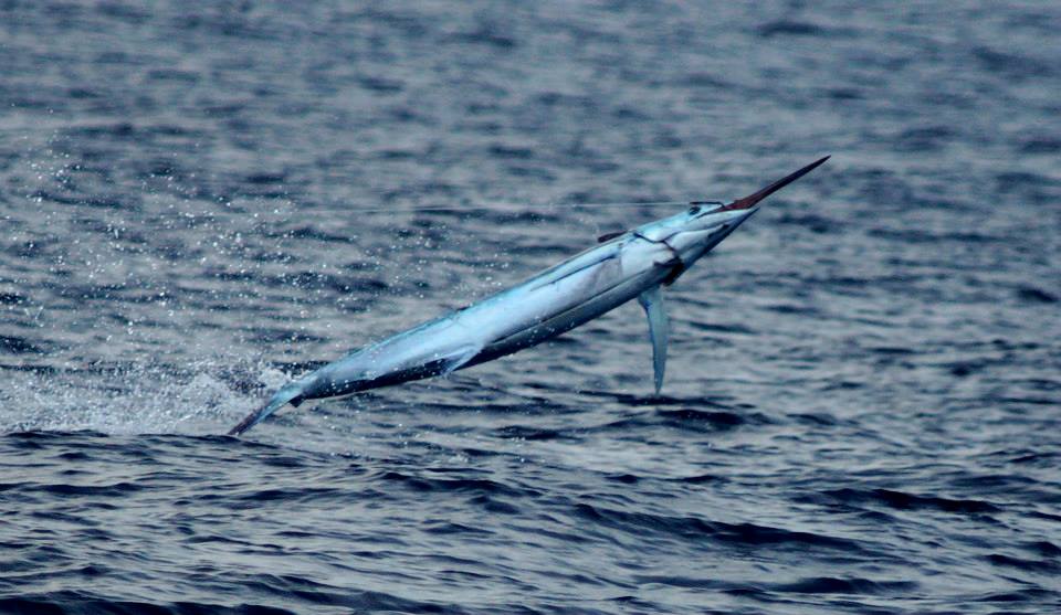 Blue Marlin on Parranda