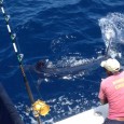Blue Marlin on Simba