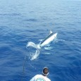 500+ Blue Marlin on Luna - April Johnston