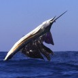 Sailfish on Decisive