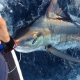 Large Striped Marlin on Intruder