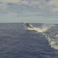 Blue Marlin on the Amelia