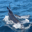 Blue Marlin on Smoker