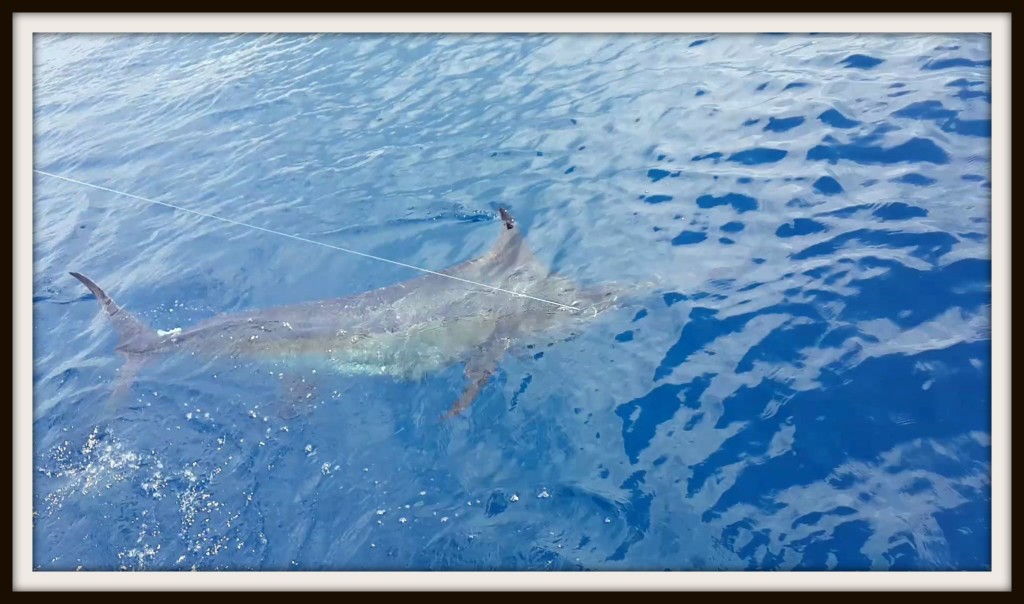 BLUE MARLIN ON PATRON