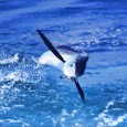 White Marlin on Get Lit - Brett Cannon