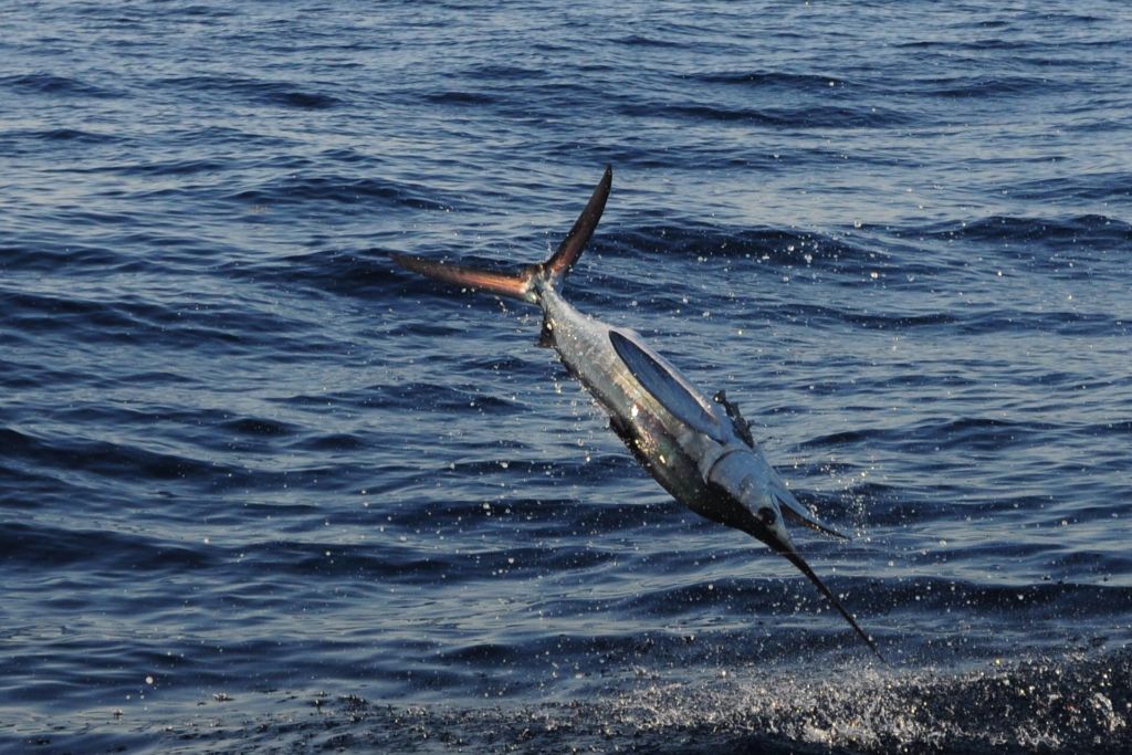 2014 Billfisheries of the Year 9 U.S. MidAtlantic Billfish Report