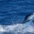Blue Marlin - Stuart Simpson