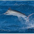 Black Marlin on Haven - Ben Bright