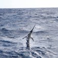 Blue Marlin on Contango