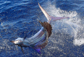 2016 Billfisheries of the Year – #1 Guatemala