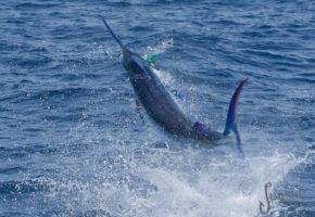 2016 Billfisheries of the Year – #3 Cape Verdes
