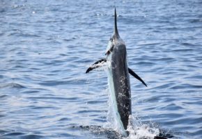 2016 Billfisheries of the Year – #4 Jaco & Quepos