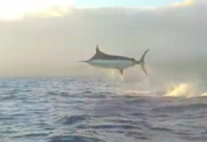 Massive Blue Marlin Takes Flight