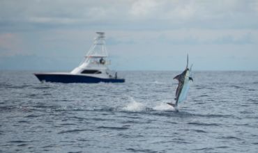 2019 Billfisheries of the Year – #3 Los Suenos