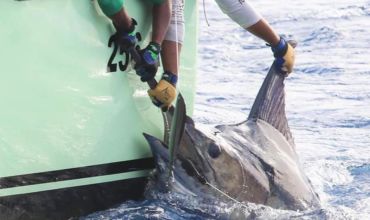 2019 Billfisheries of the Year – #1 Cape Verde