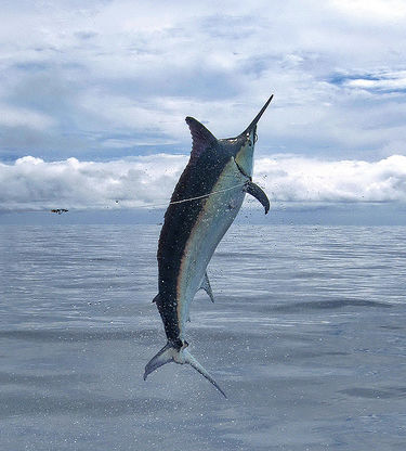 2009 Billfisheries of the Year – #6…Panama