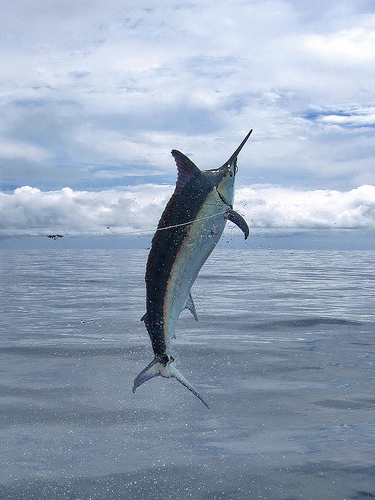 2009 Billfisheries of the Year – #6…Panama