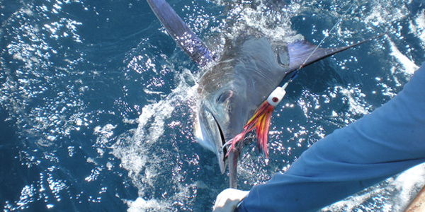 Striped Marlin about to be released