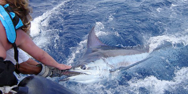 500 lbs. Blue Marlin
