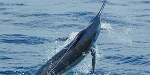 Blue Marlin on the Leader in Bermuda