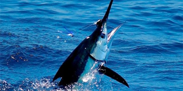 Mag Bay Striped Marlin on Fly