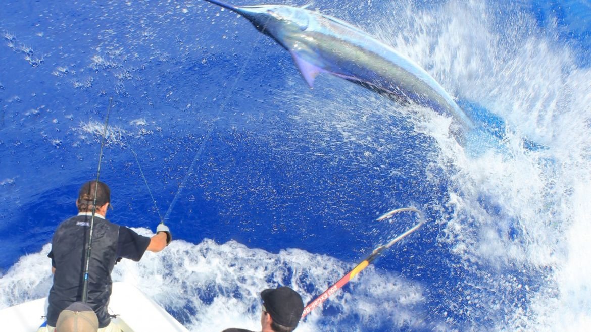 Pending blue marlin world record in New Zealand!