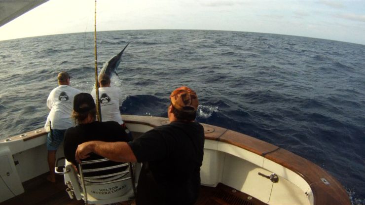 Black Marlin on the Ribbon Reefs for “Gorilla”