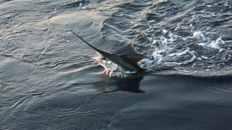 Virginia is White Hot…NC & MD Too!