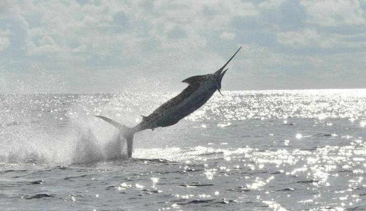 Late Season Blues in Bermuda