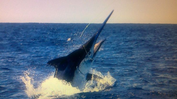 Two Early Season Blacks for Iona II